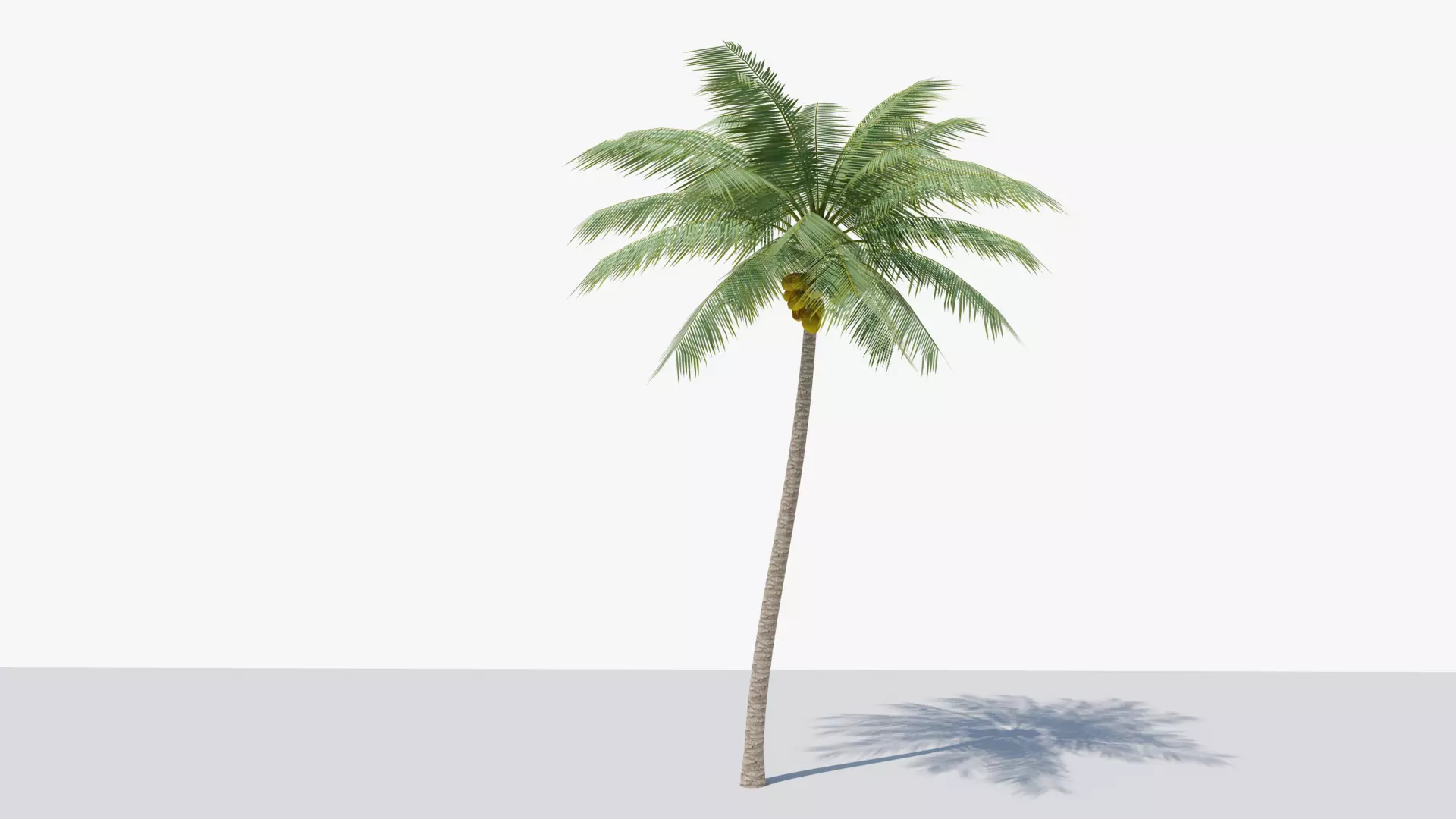 Lowpoly Coconut Palm v2 Low-poly 3D model_0