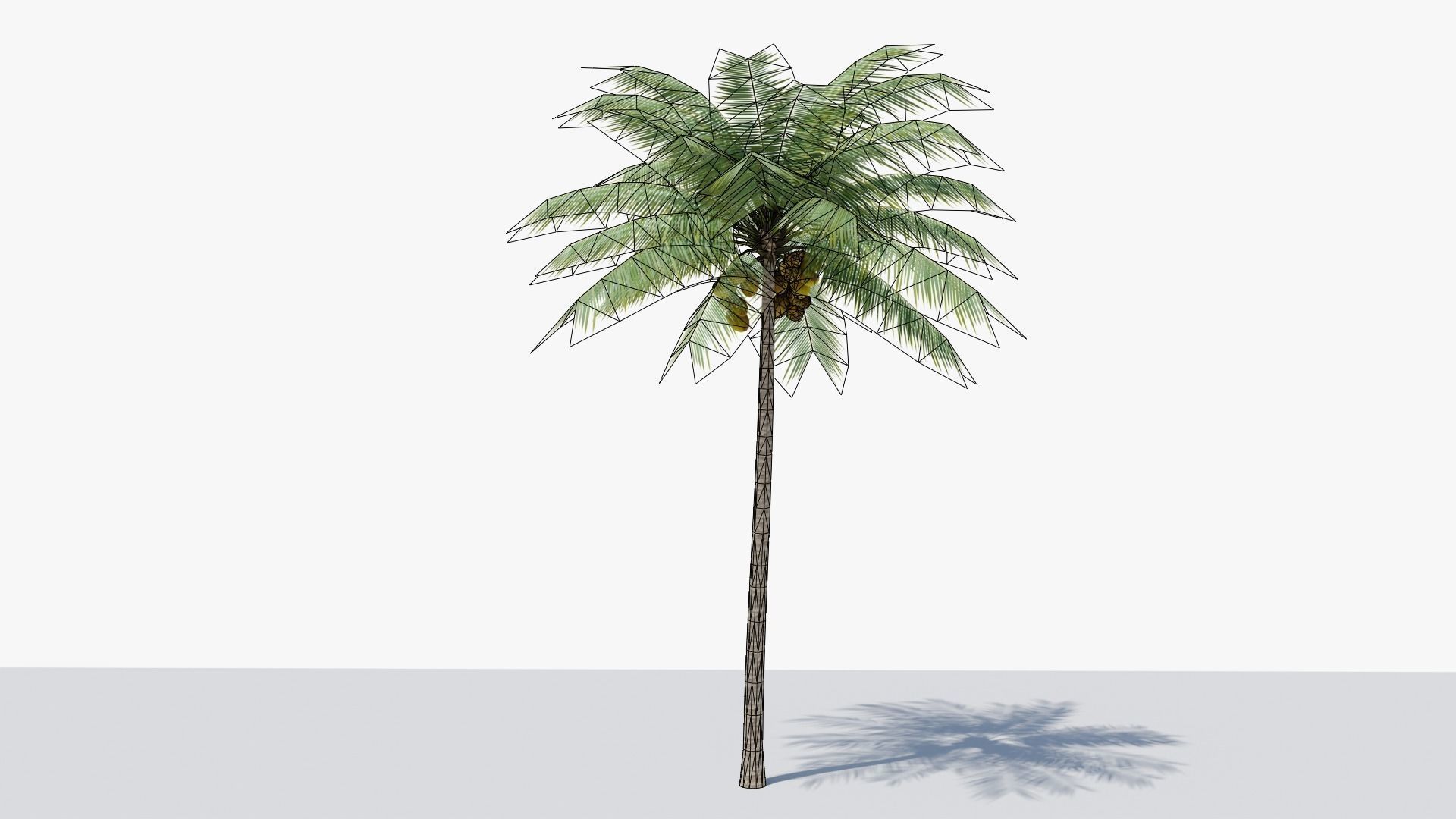Lowpoly Coconut Palm v2 Low-poly 3D model_16