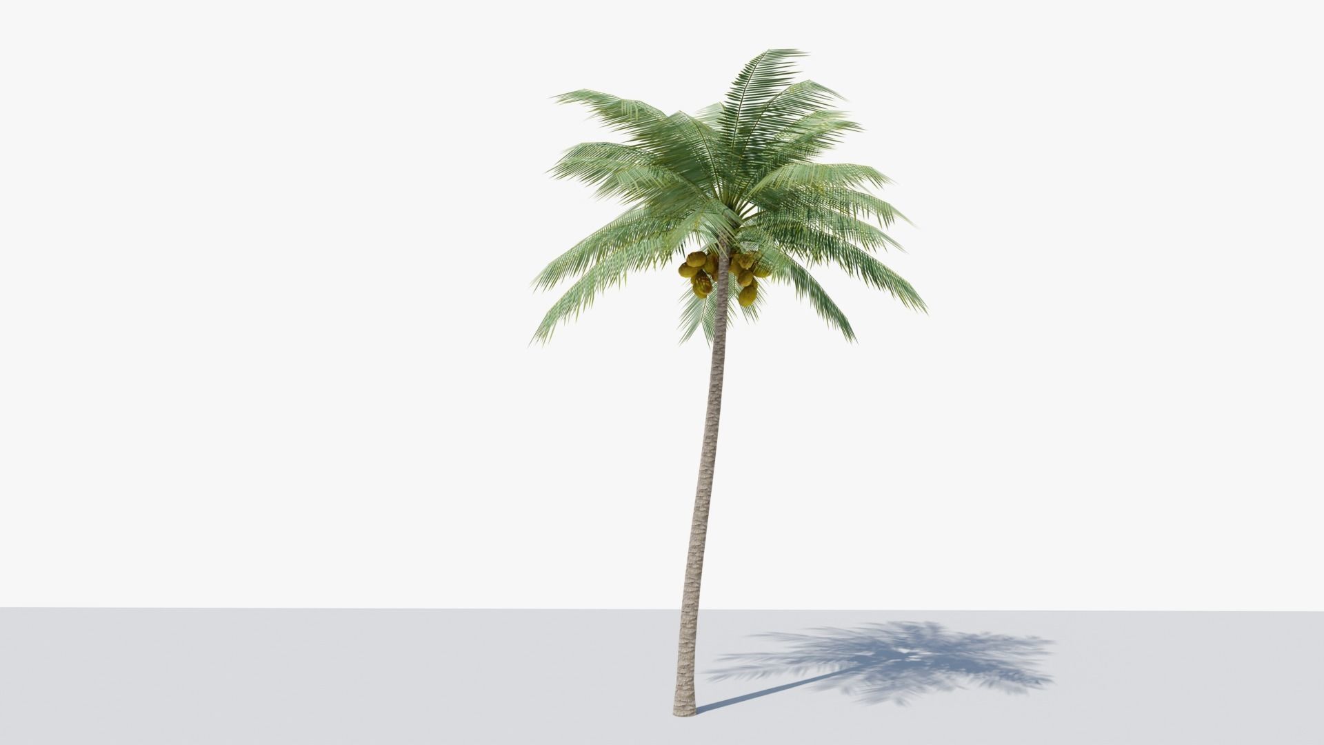 Lowpoly Coconut Palm v2 Low-poly 3D model_3