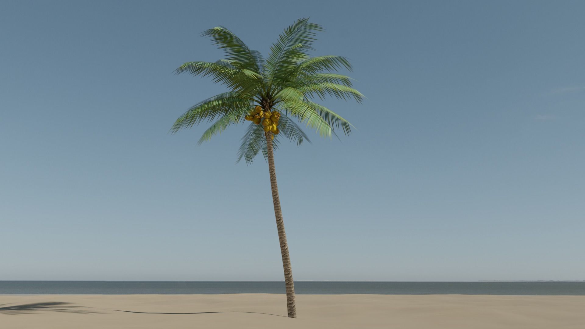 Lowpoly Coconut Palm v2 Low-poly 3D model_18