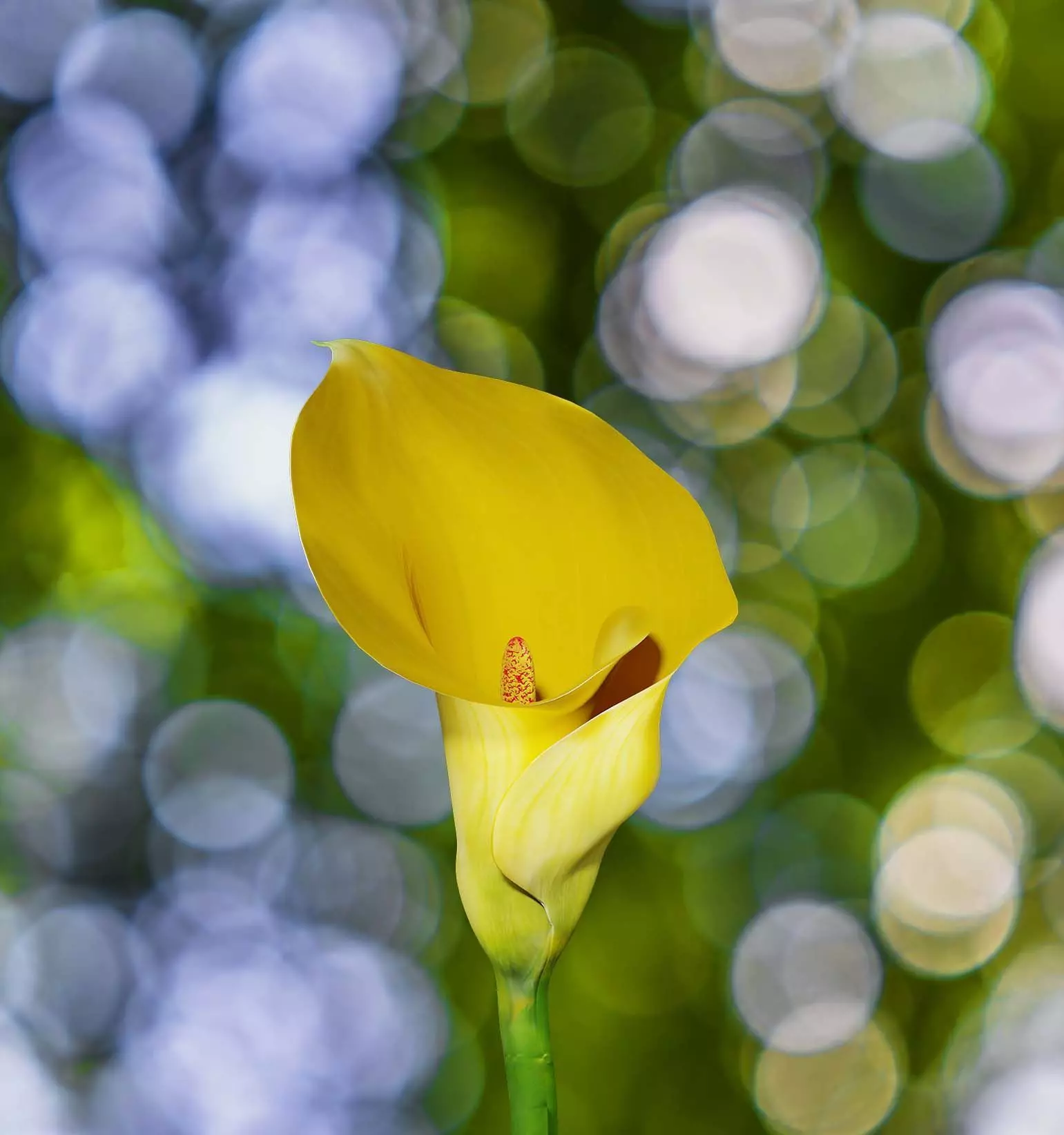 arum lily 3D model