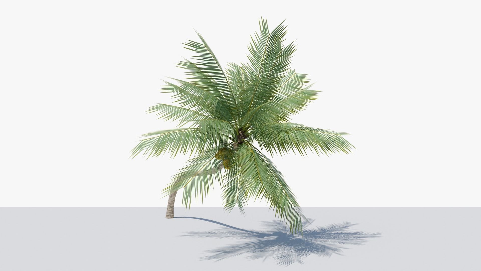 Lowpoly Coconut Palm v3 Low-poly 3D model_15