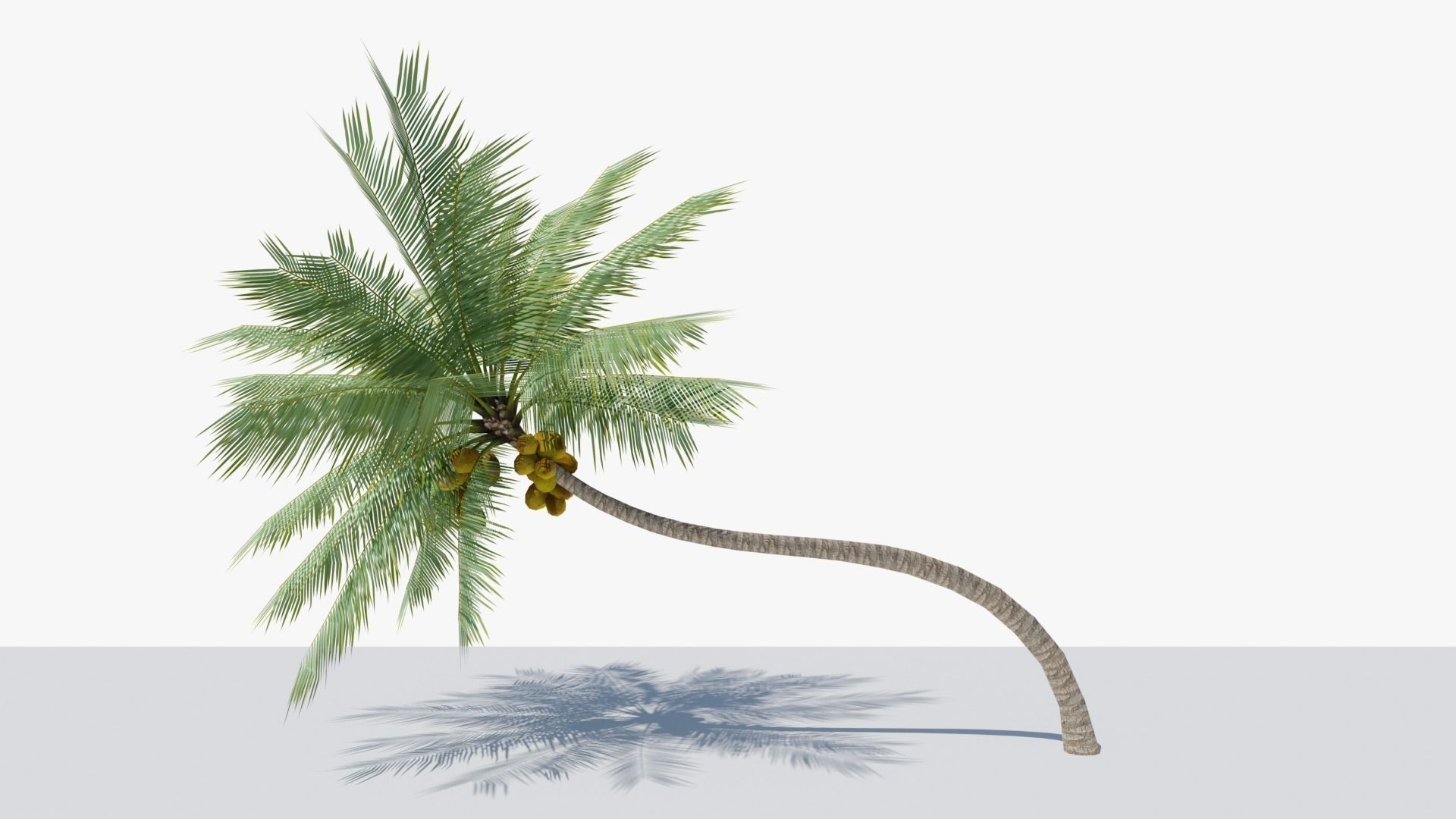 Lowpoly Coconut Palm v3 Low-poly 3D model_9