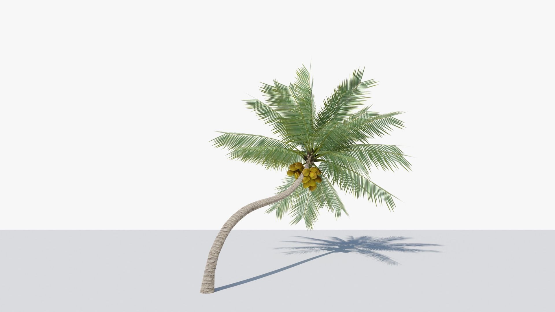 Lowpoly Coconut Palm v3 Low-poly 3D model_3