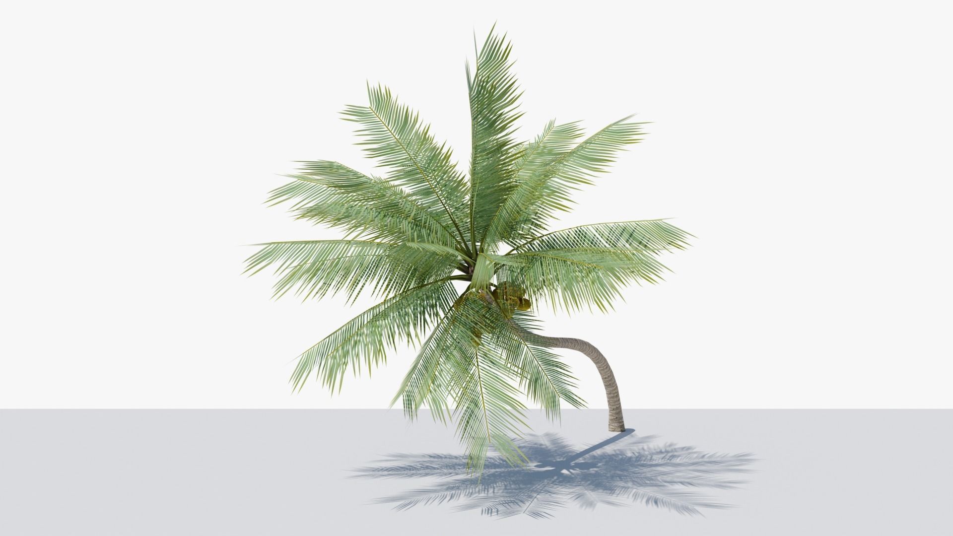 Lowpoly Coconut Palm v3 Low-poly 3D model_12