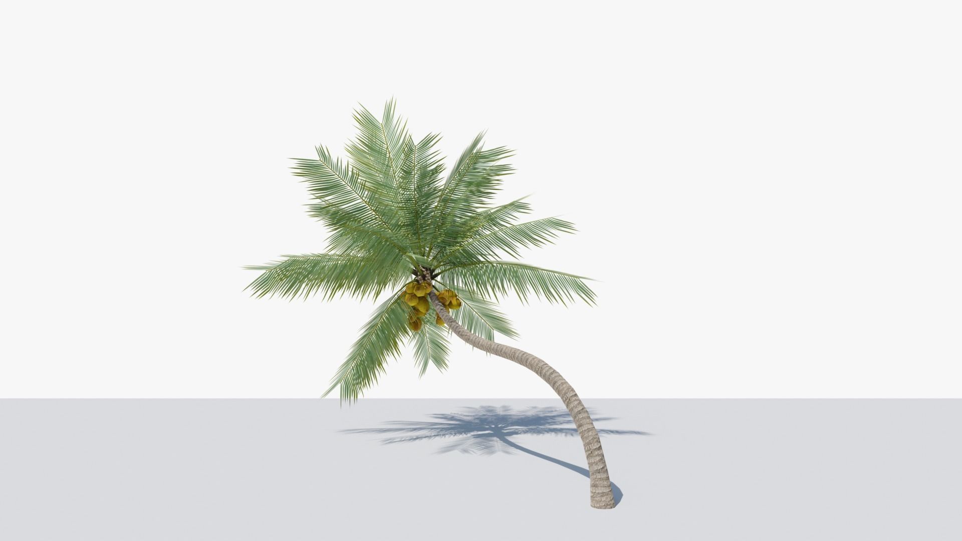 Lowpoly Coconut Palm v3 Low-poly 3D model_6