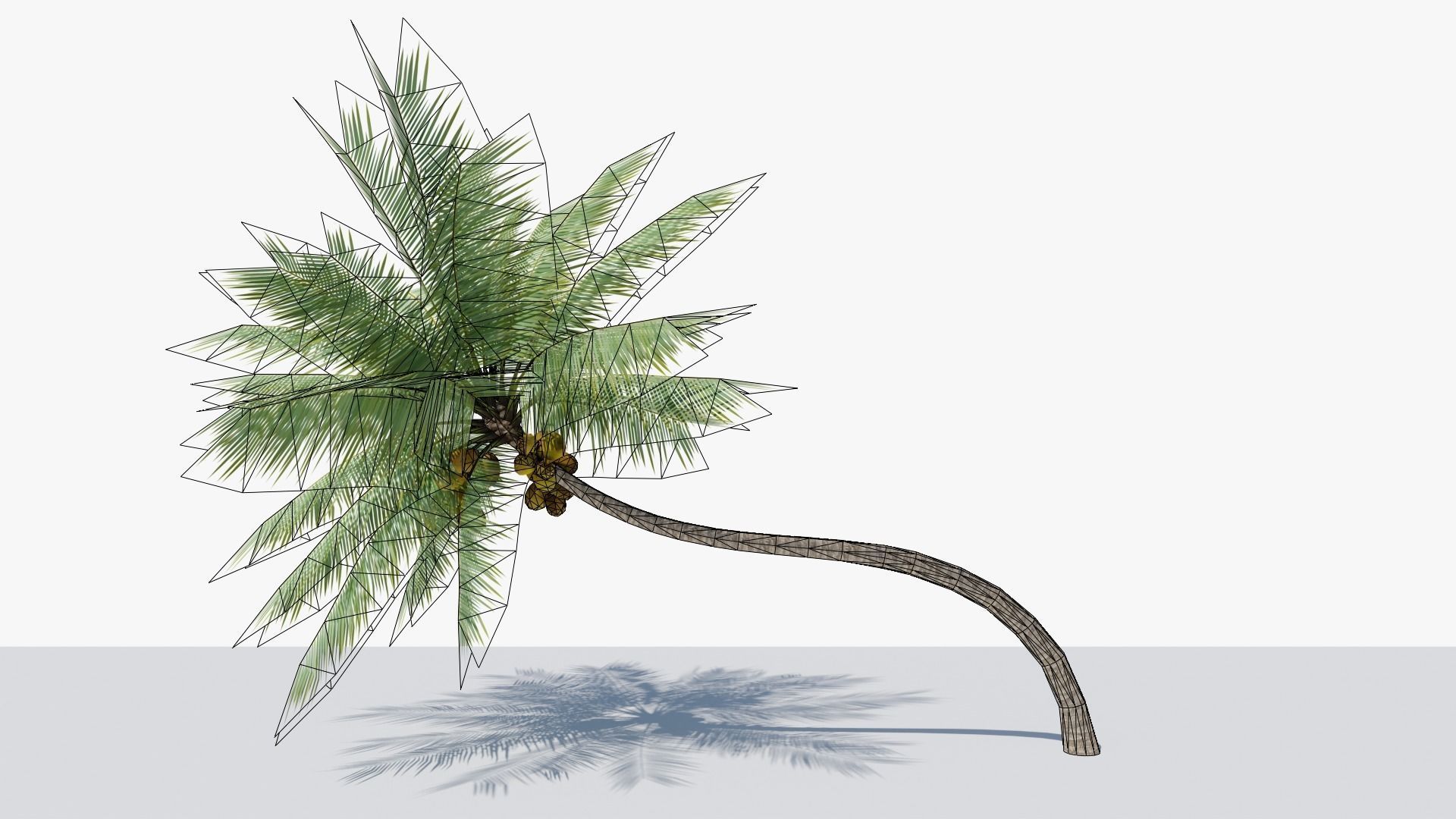 Lowpoly Coconut Palm v3 Low-poly 3D model_10