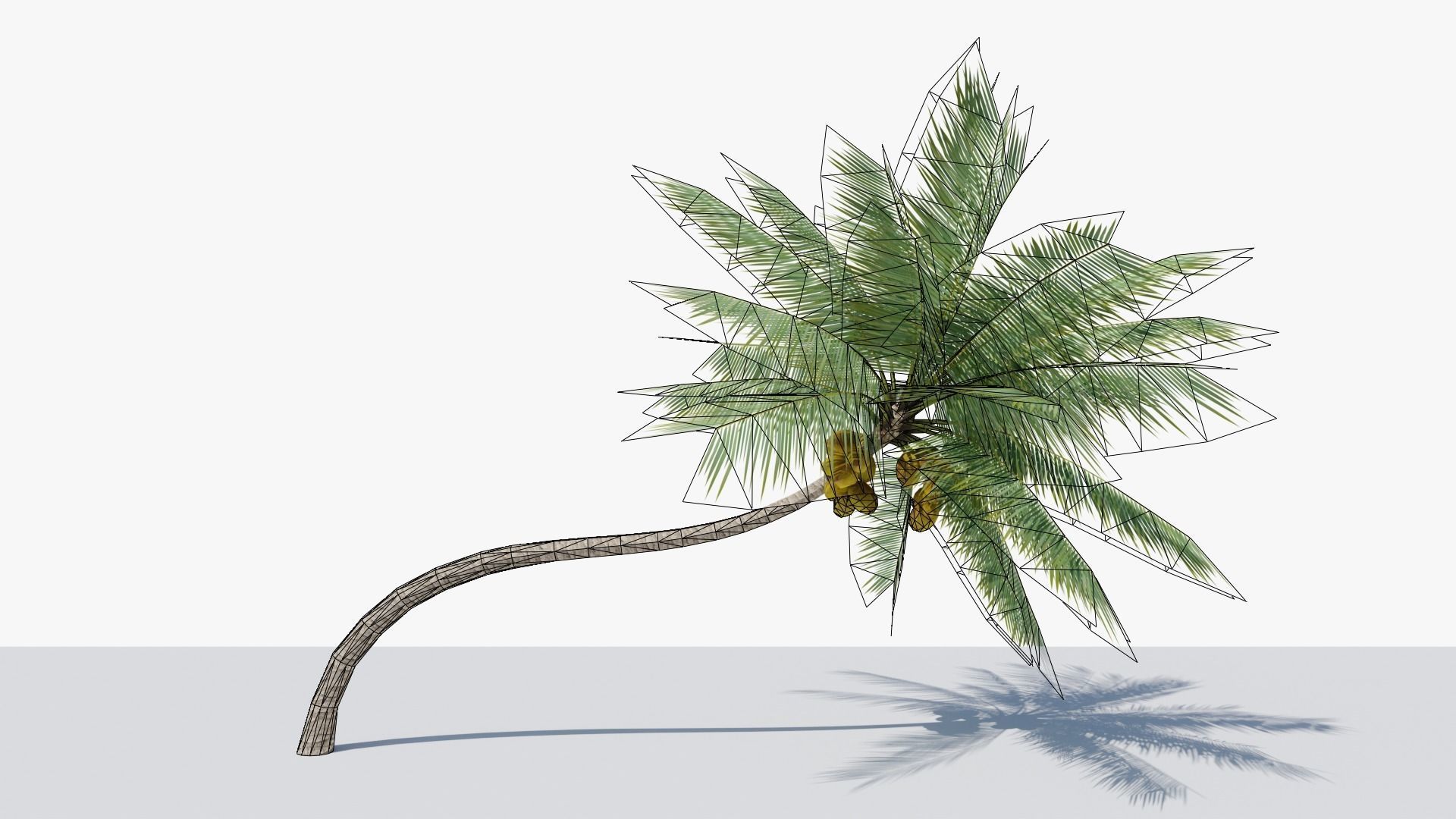 Lowpoly Coconut Palm v3 Low-poly 3D model_1