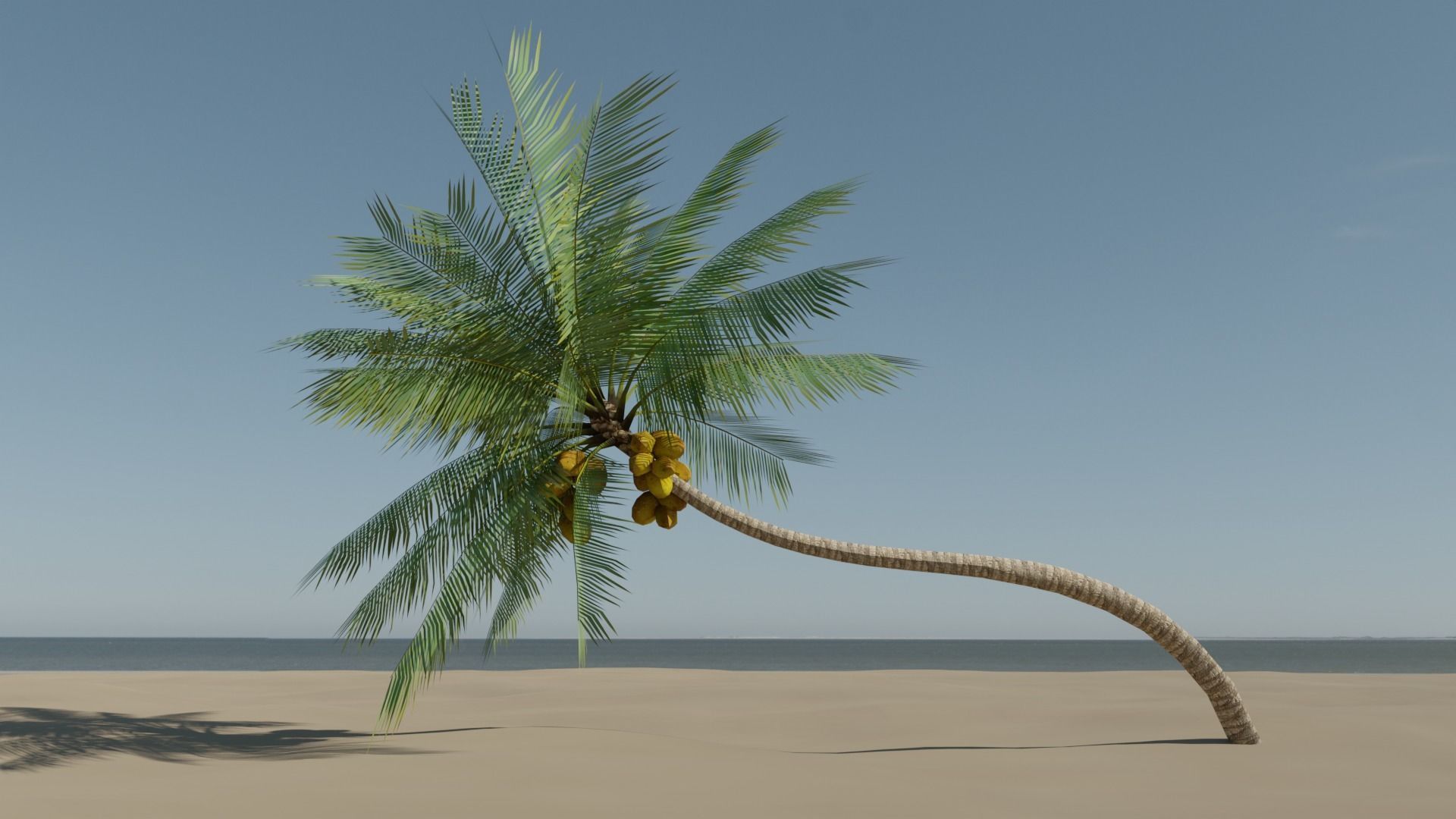 Lowpoly Coconut Palm v3 Low-poly 3D model_18