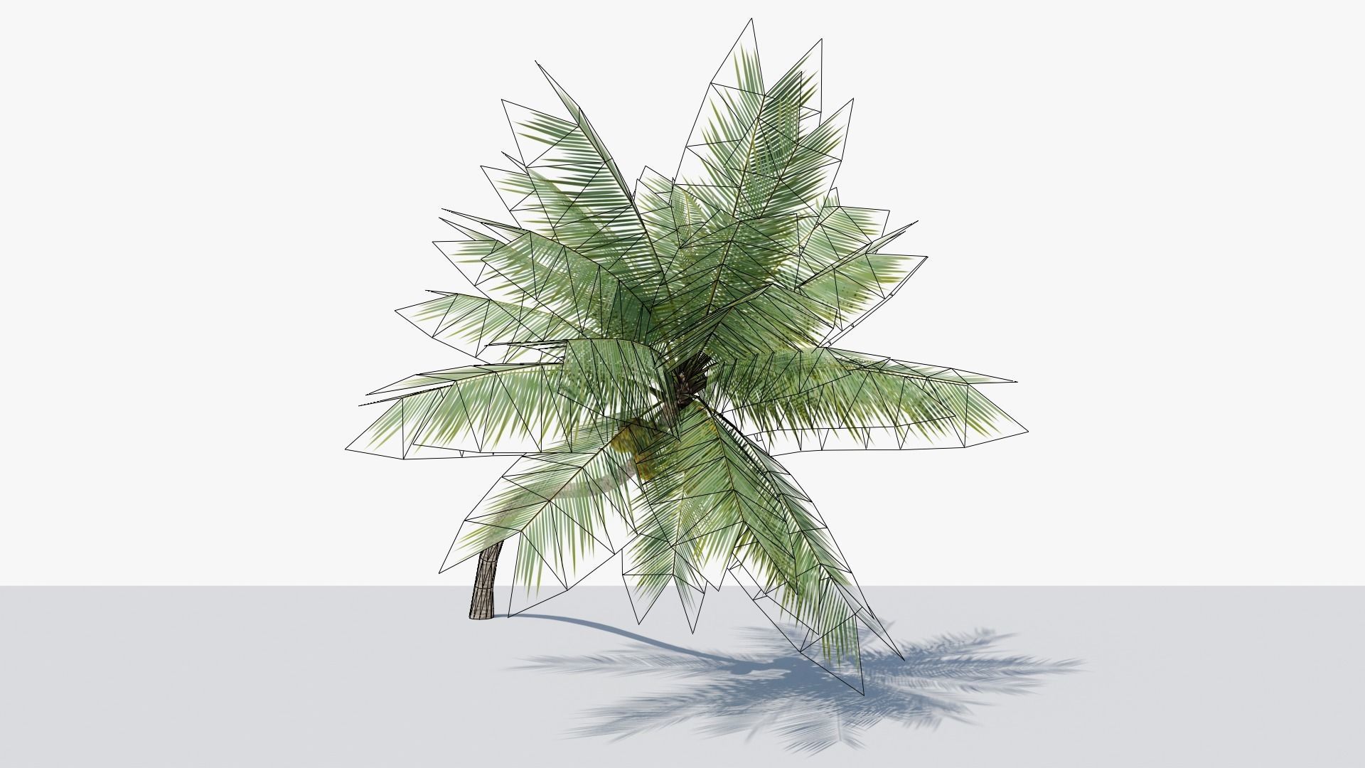 Lowpoly Coconut Palm v3 Low-poly 3D model_16