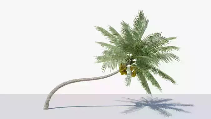 Lowpoly Coconut Palm v3 Low-poly 3D model