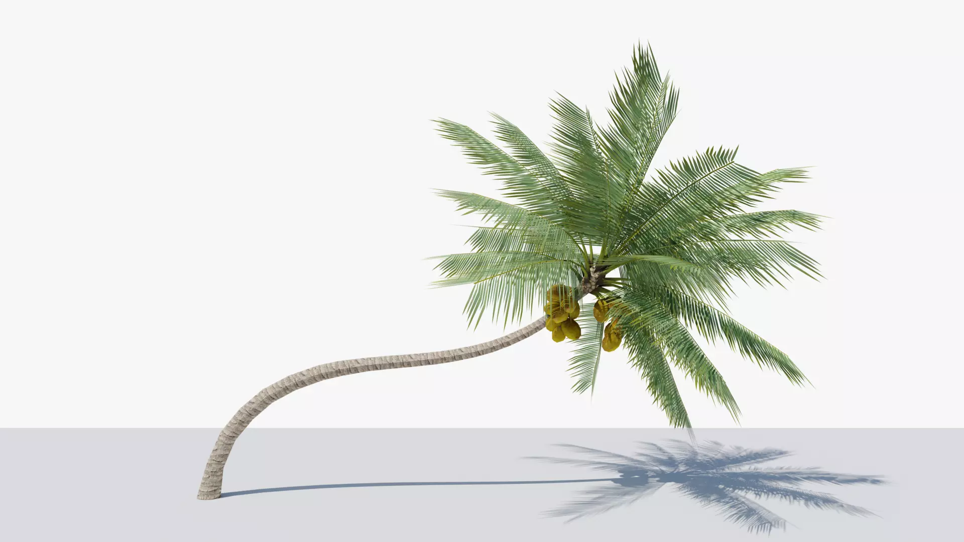 Lowpoly Coconut Palm v3 Low-poly 3D model_0