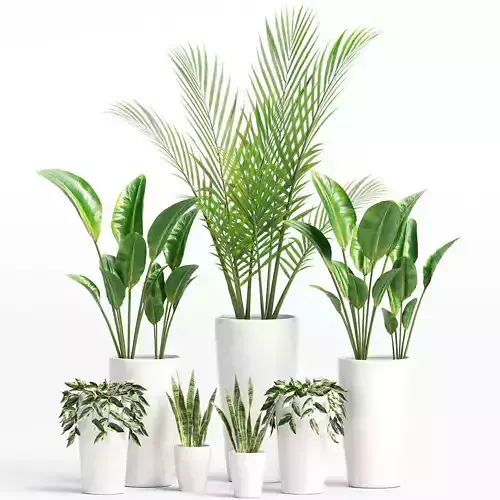 Indoor Plants set 05