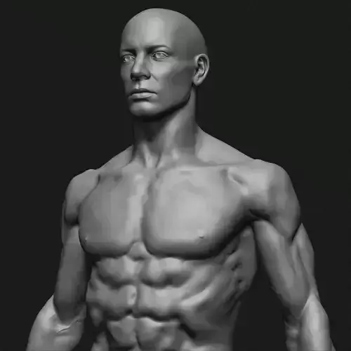 Male anatomy study  3D print model