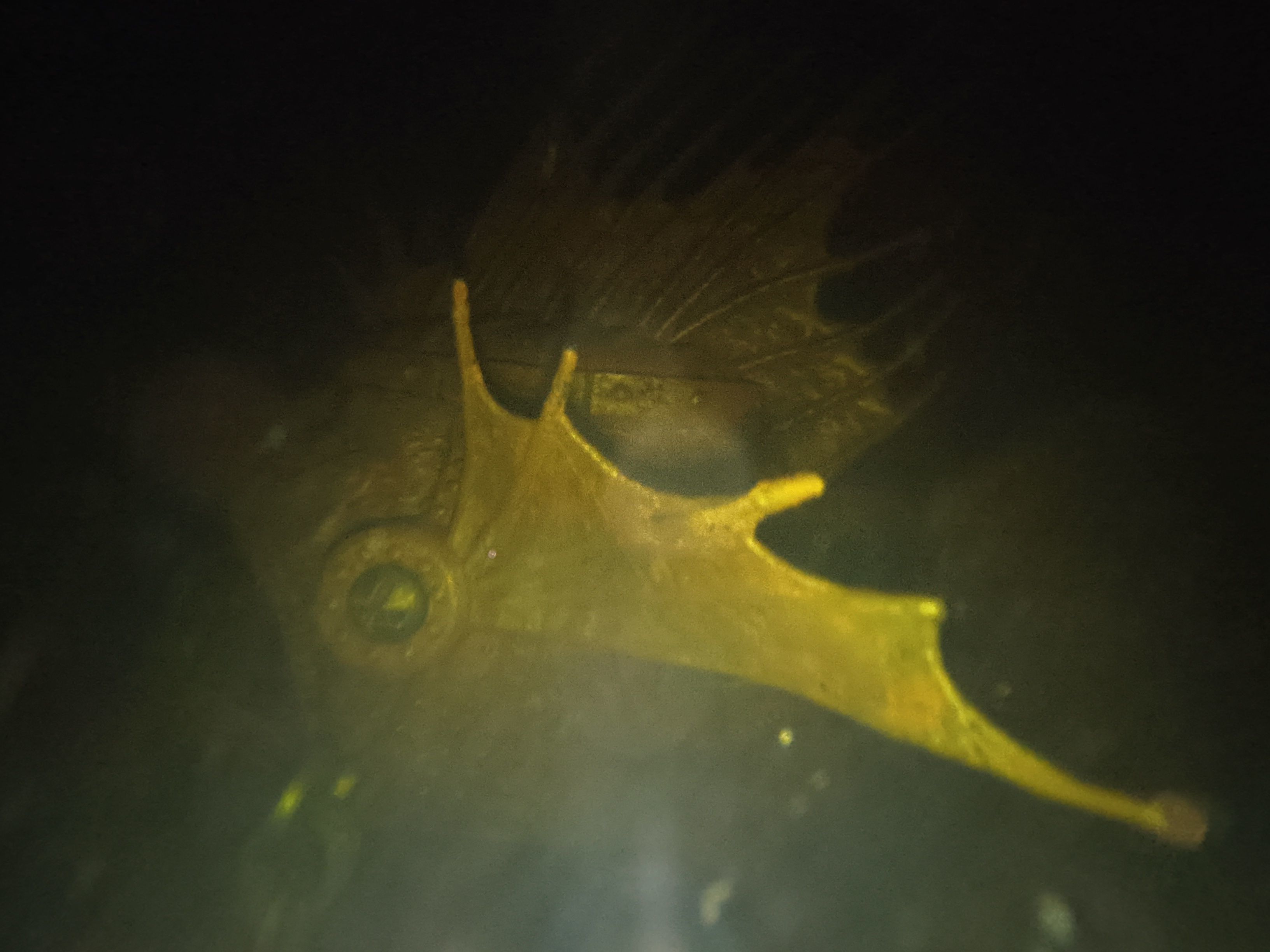 Mechanical Piranha 3D print model_8