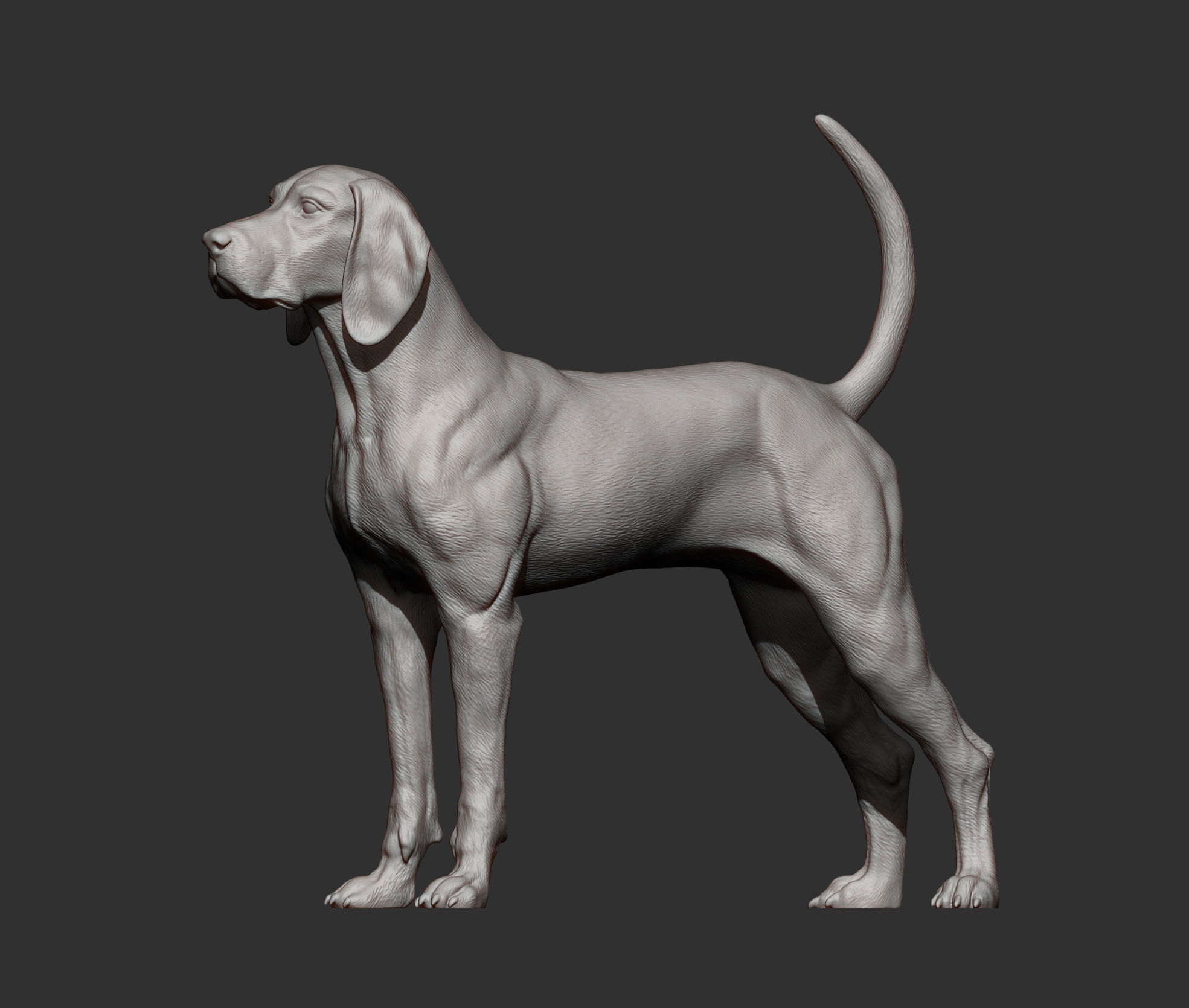 American English Coonhound 3D print model_10