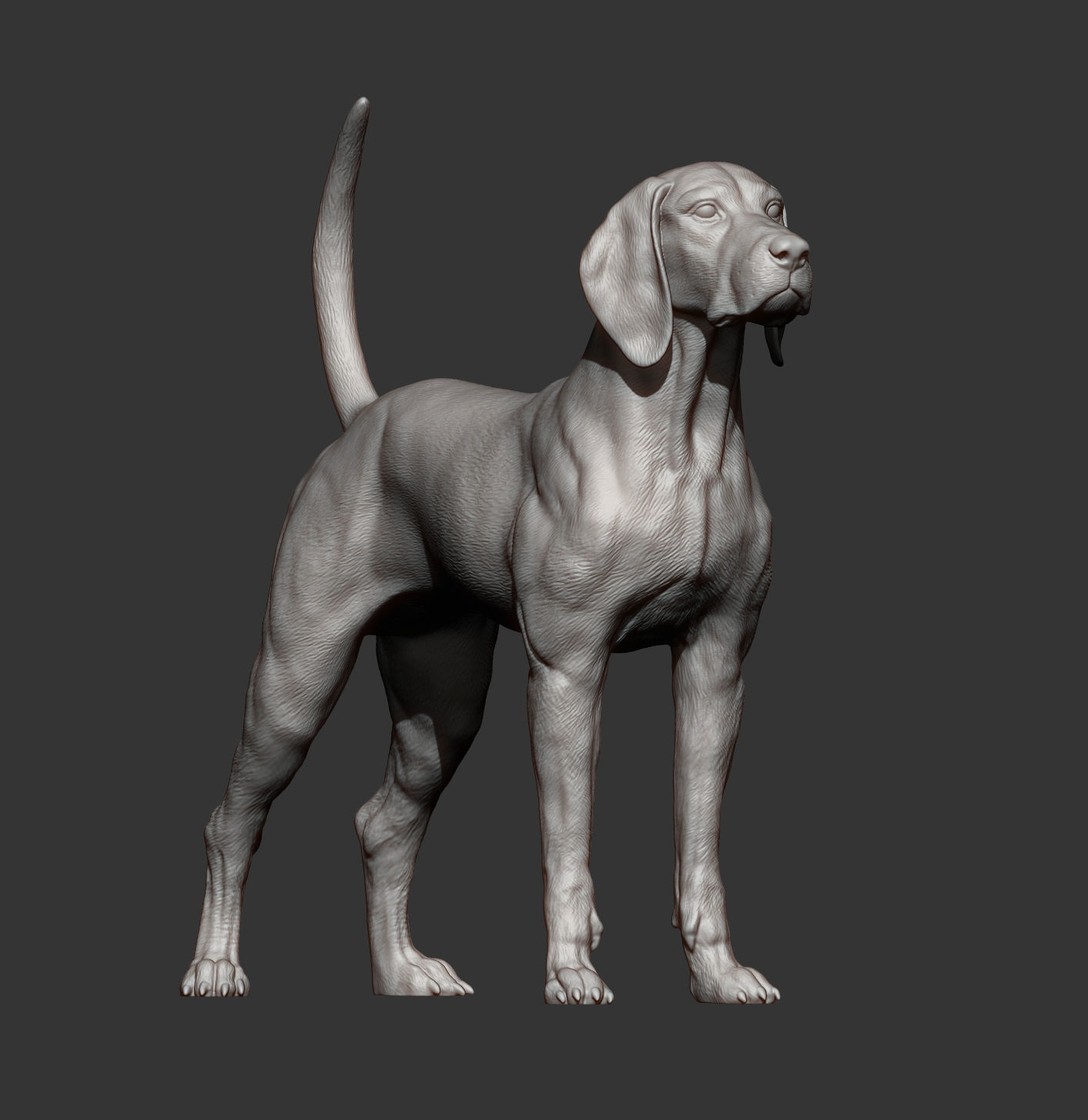 American English Coonhound 3D print model_9
