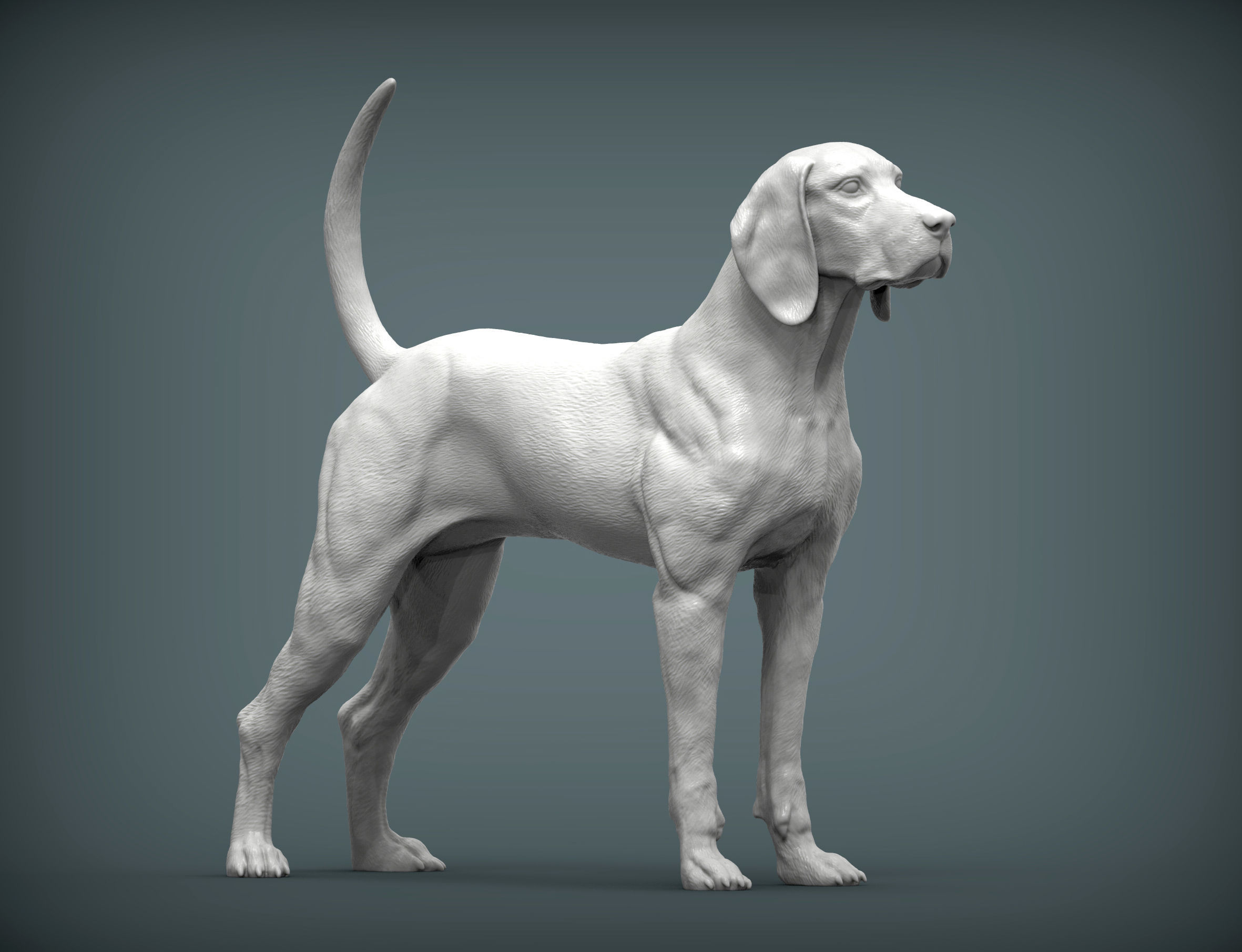 American English Coonhound 3D print model_3