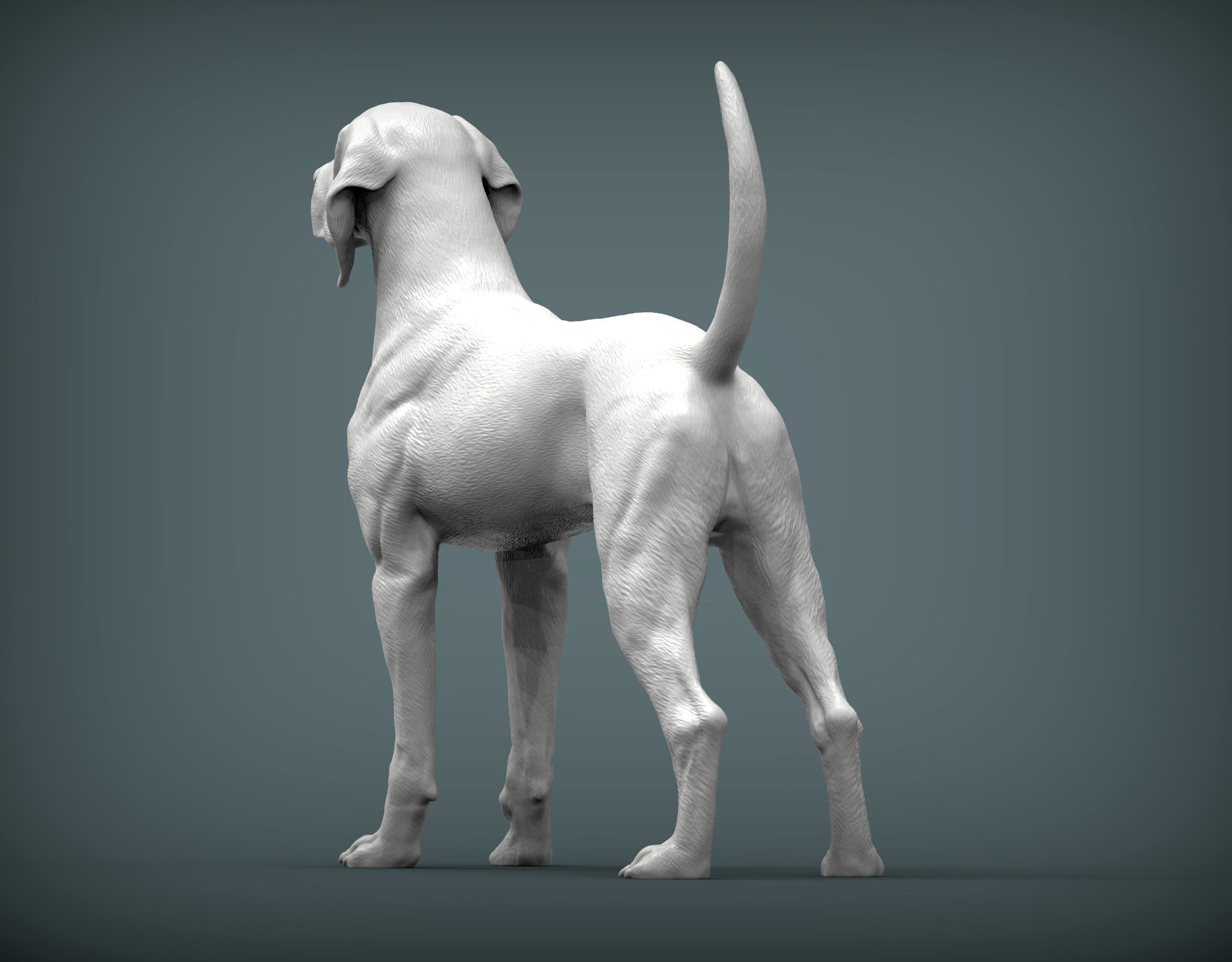 American English Coonhound 3D print model_5