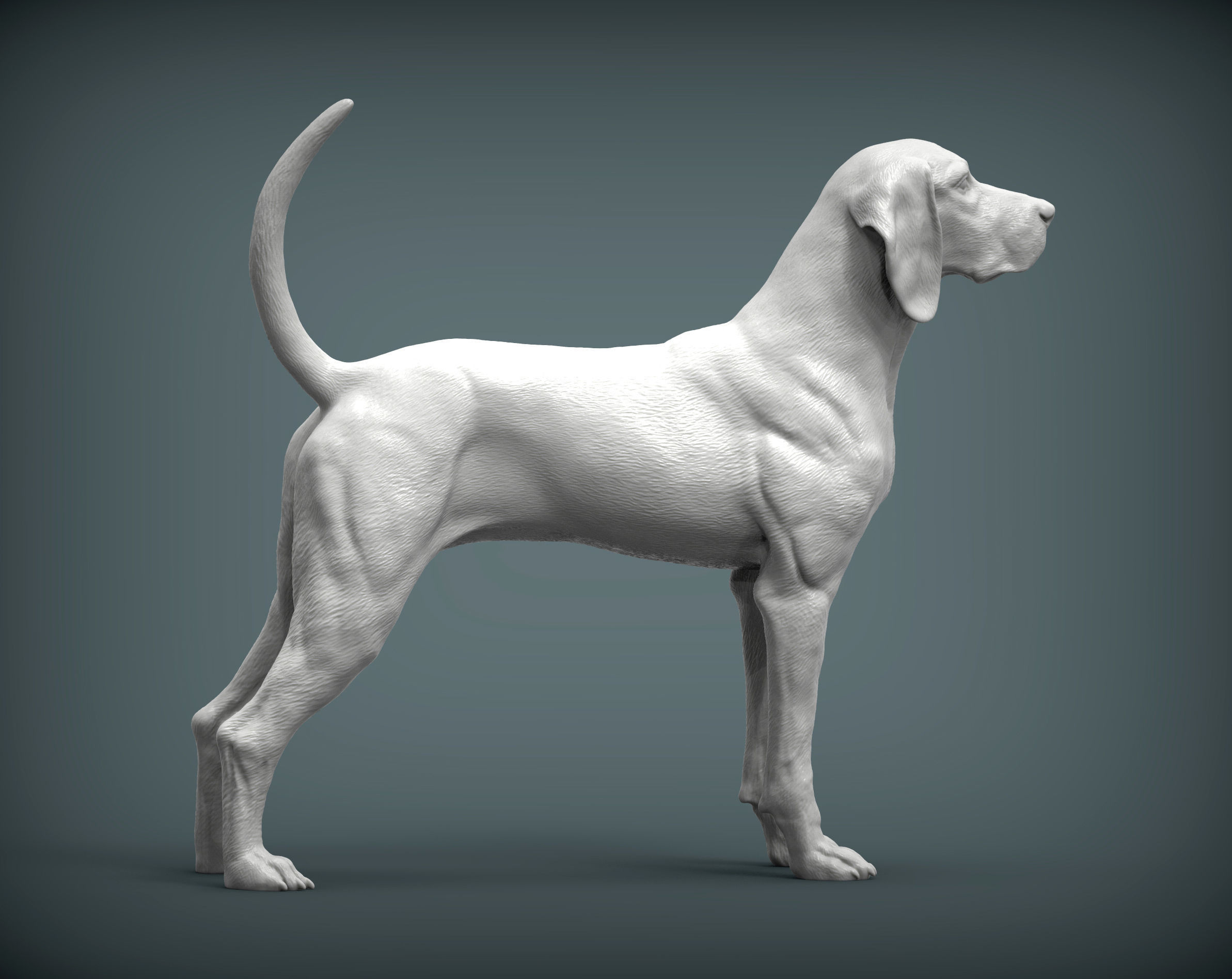 American English Coonhound 3D print model_4