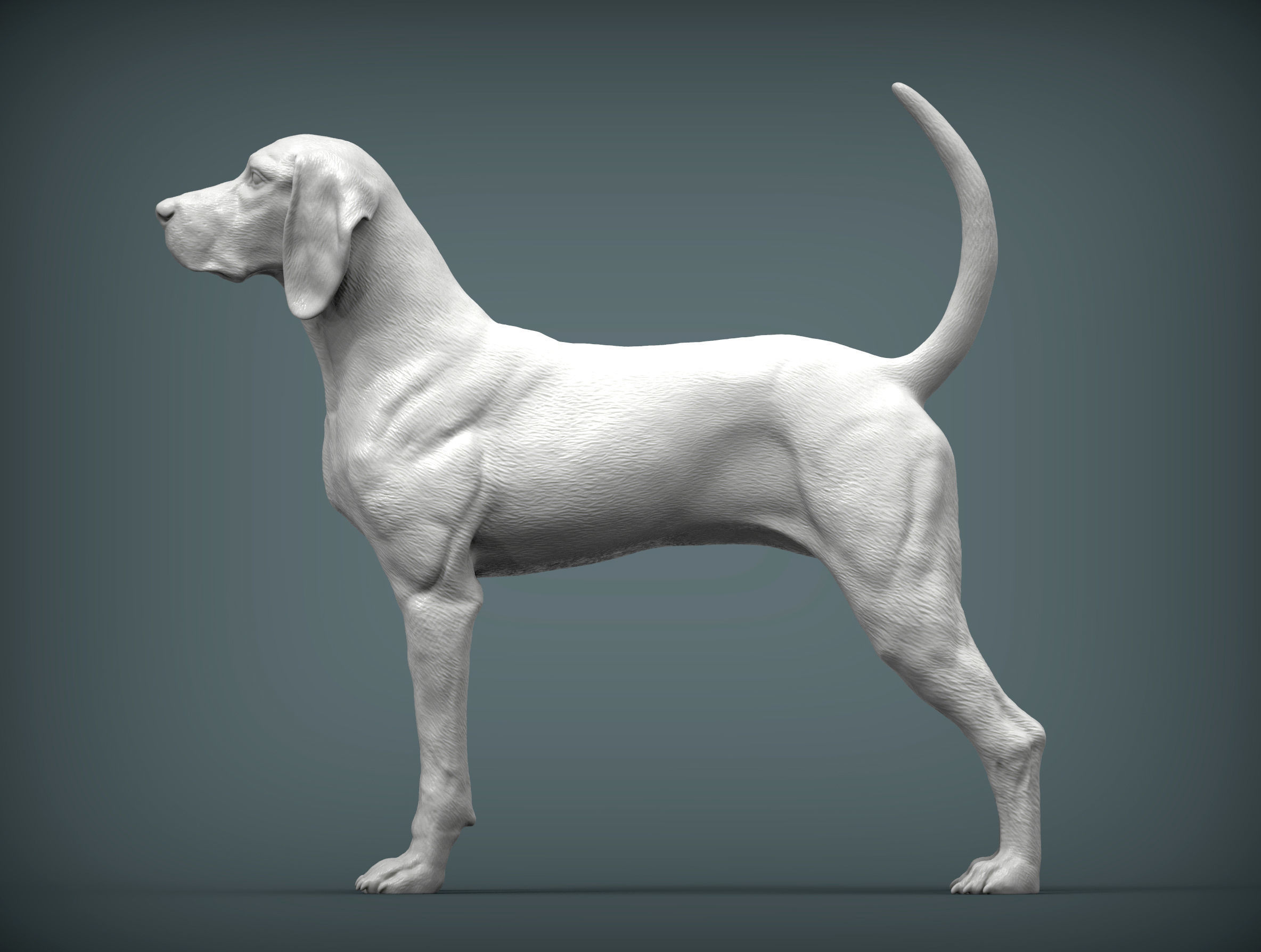 American English Coonhound 3D print model_2