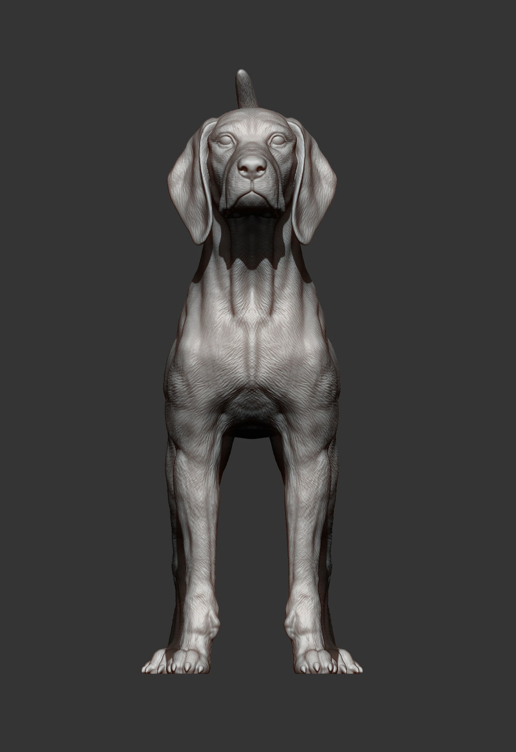 American English Coonhound 3D print model_6