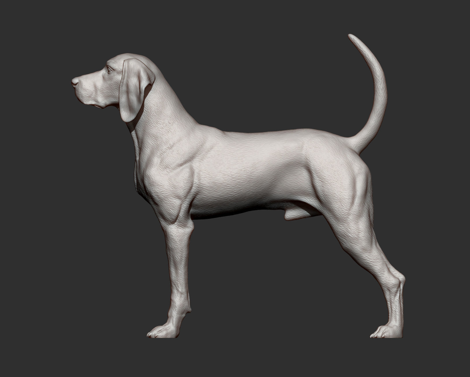 American English Coonhound 3D print model_8