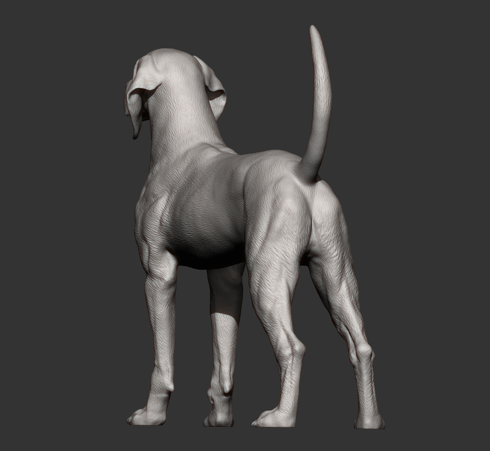 American English Coonhound 3D print model_11