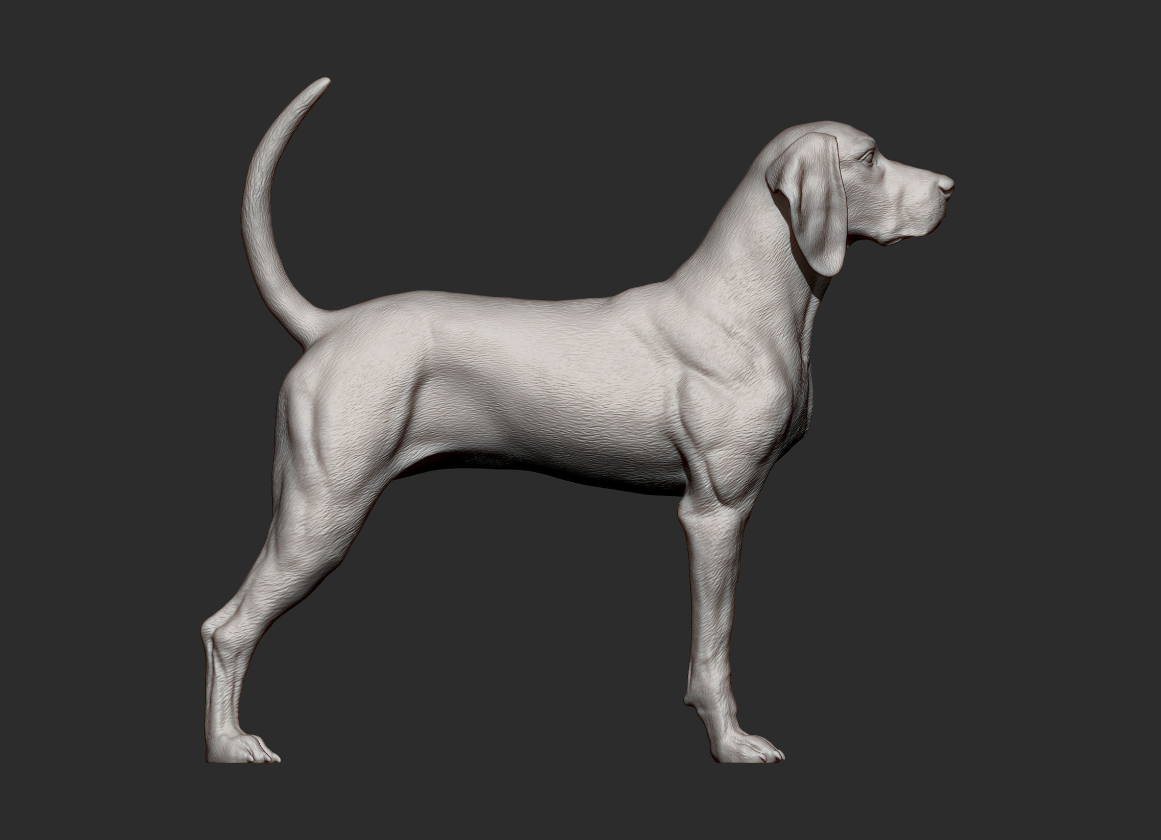 American English Coonhound 3D print model_7