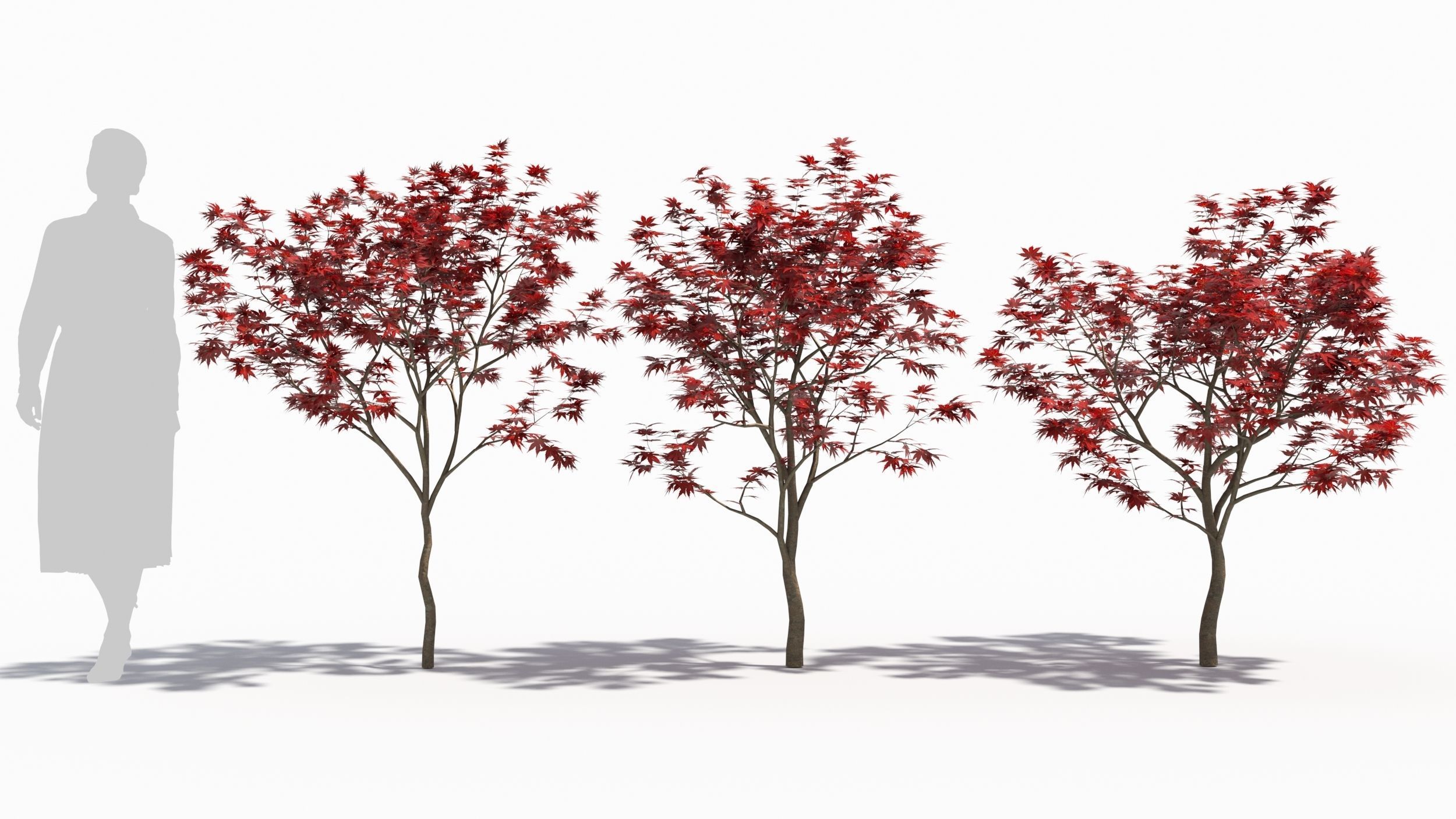 Acer palmatum 3D model_1
