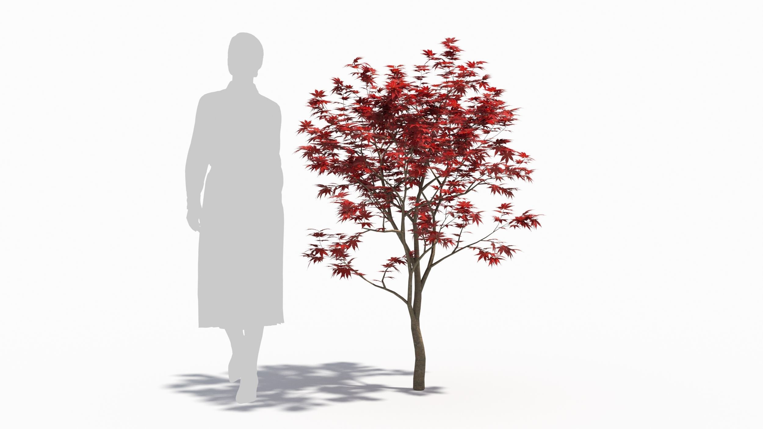 Acer palmatum 3D model_5