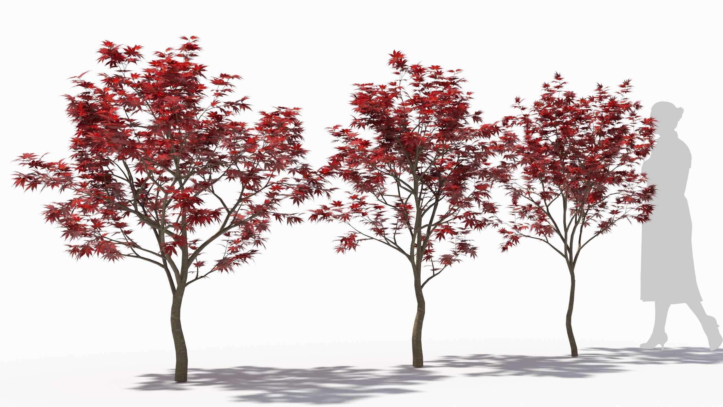 Acer palmatum 3D model_2