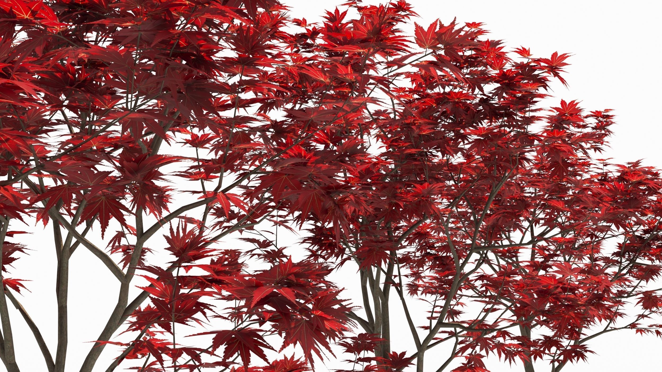 Acer palmatum 3D model_4