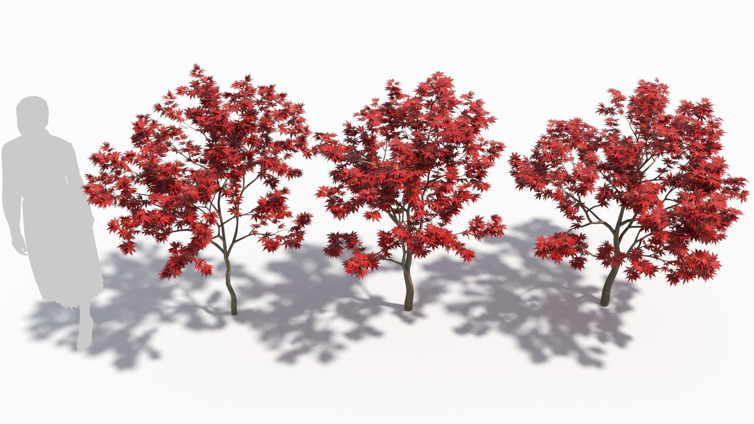 Acer palmatum 3D model_3