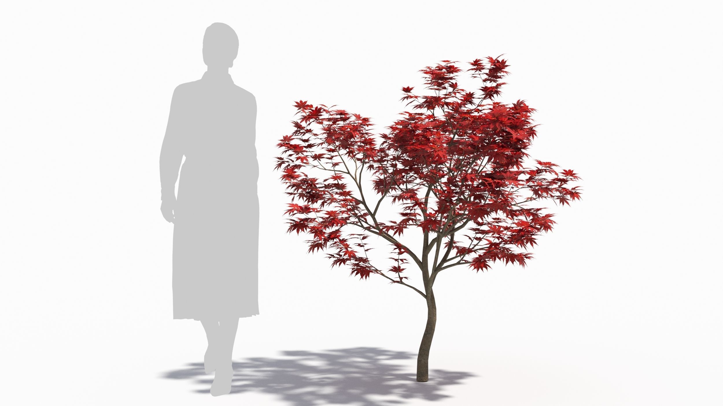 Acer palmatum 3D model_7