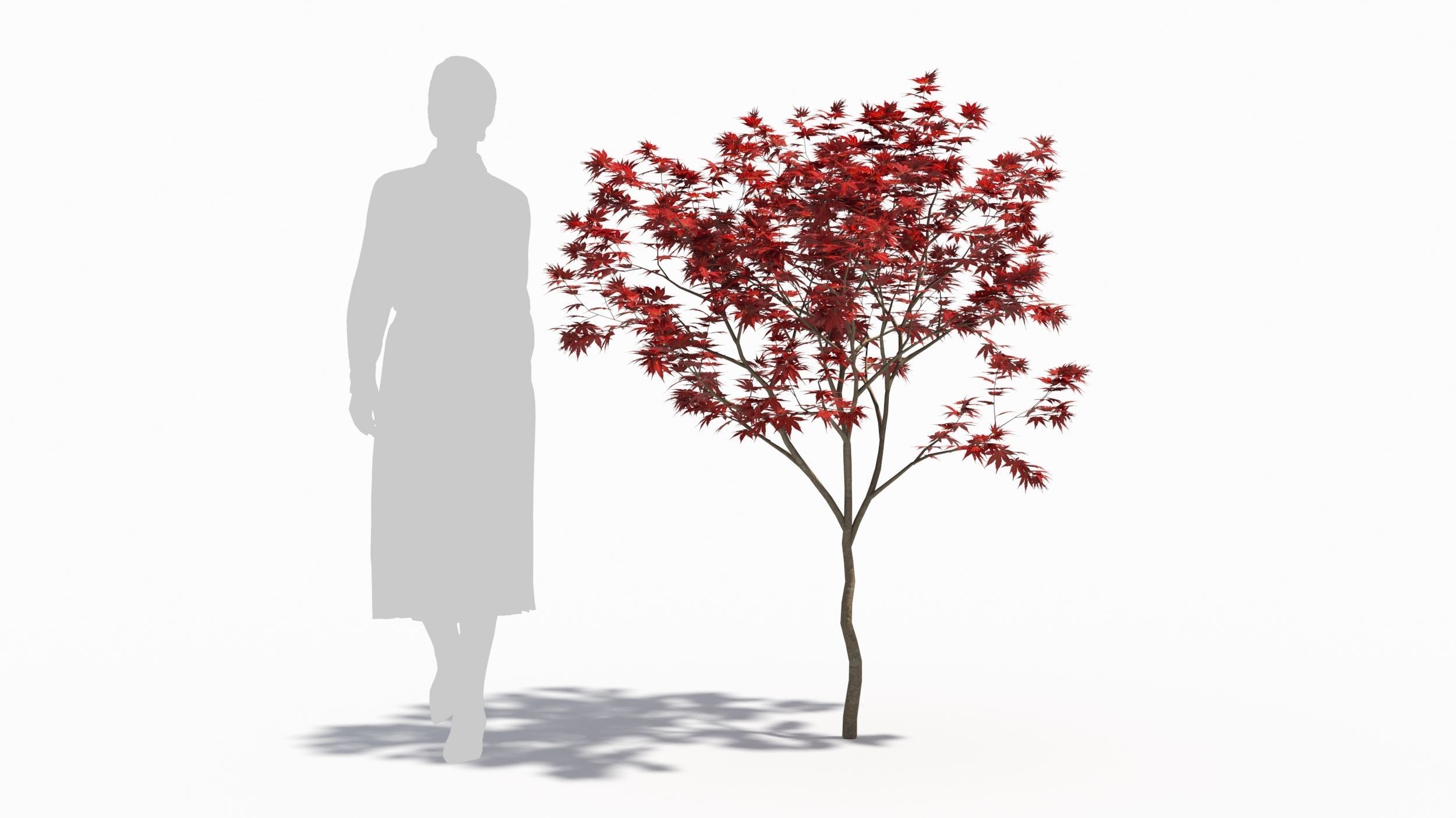 Acer palmatum 3D model_6