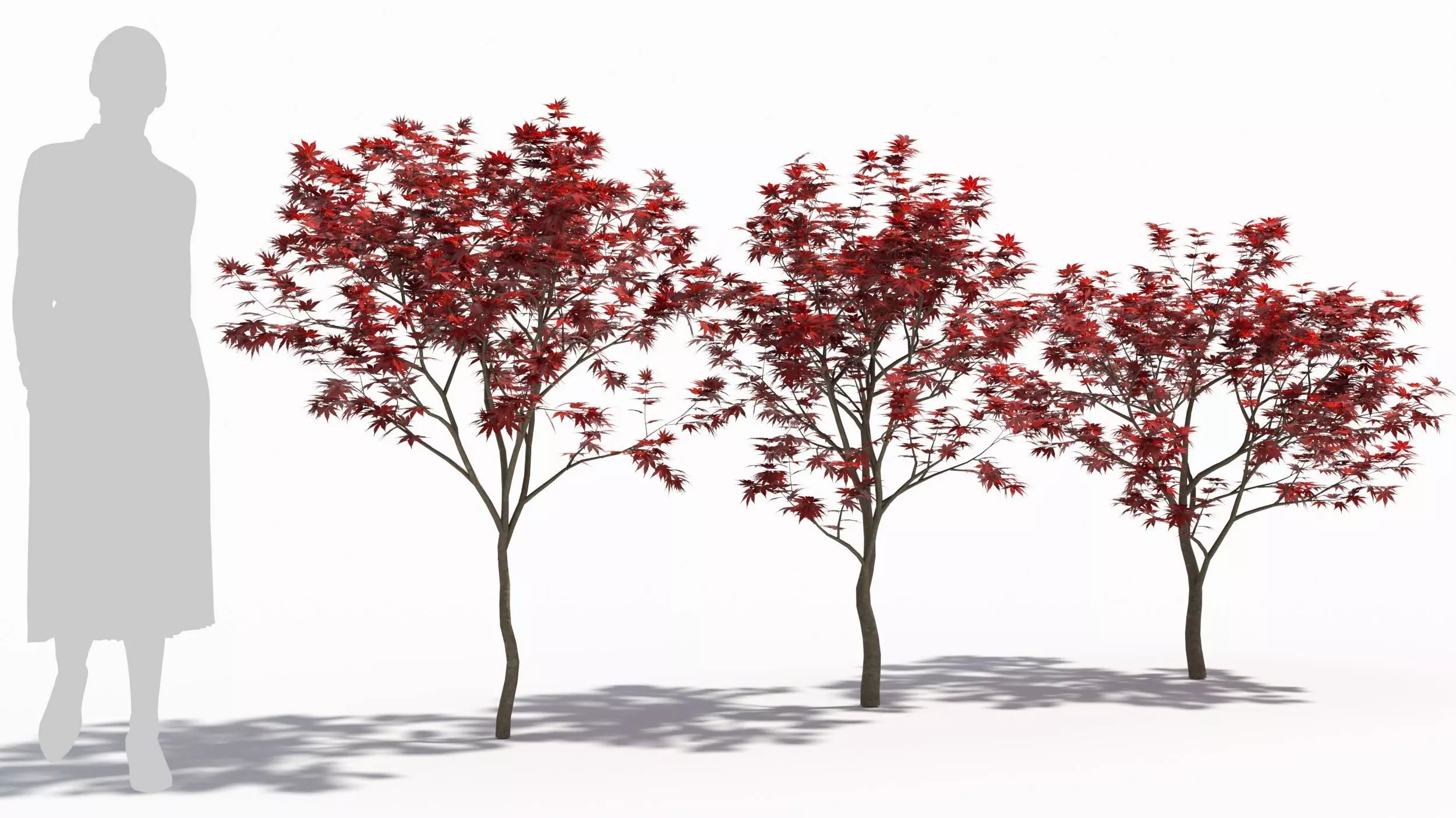 Acer palmatum 3D model_0