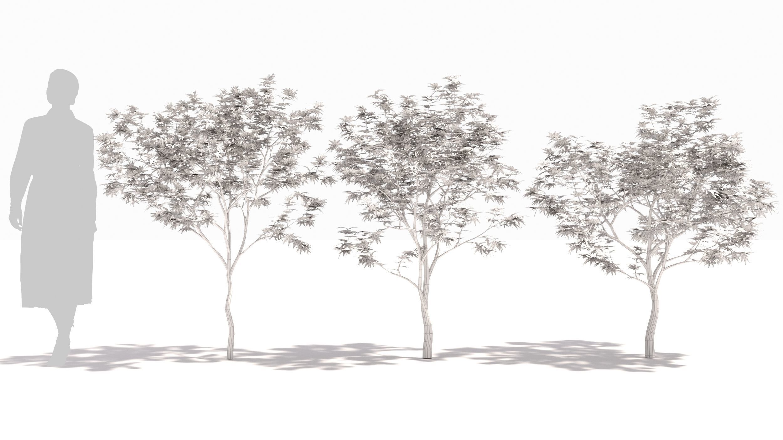 Acer palmatum 3D model_8