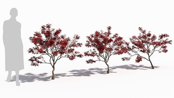 Acer palmatum 3D model