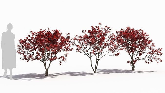 Acer palmatum 3D model