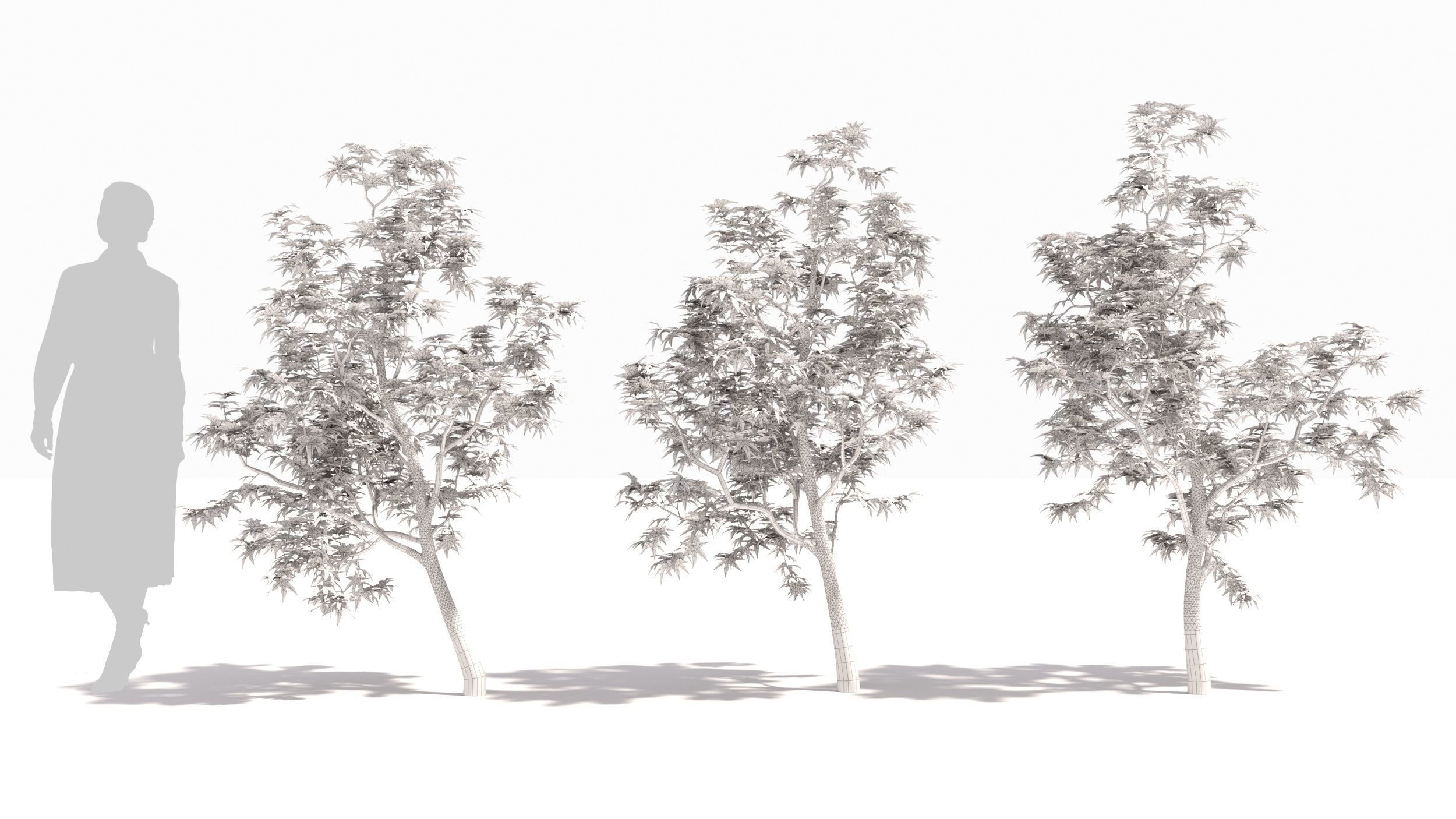 Acer palmatum 3D model_8