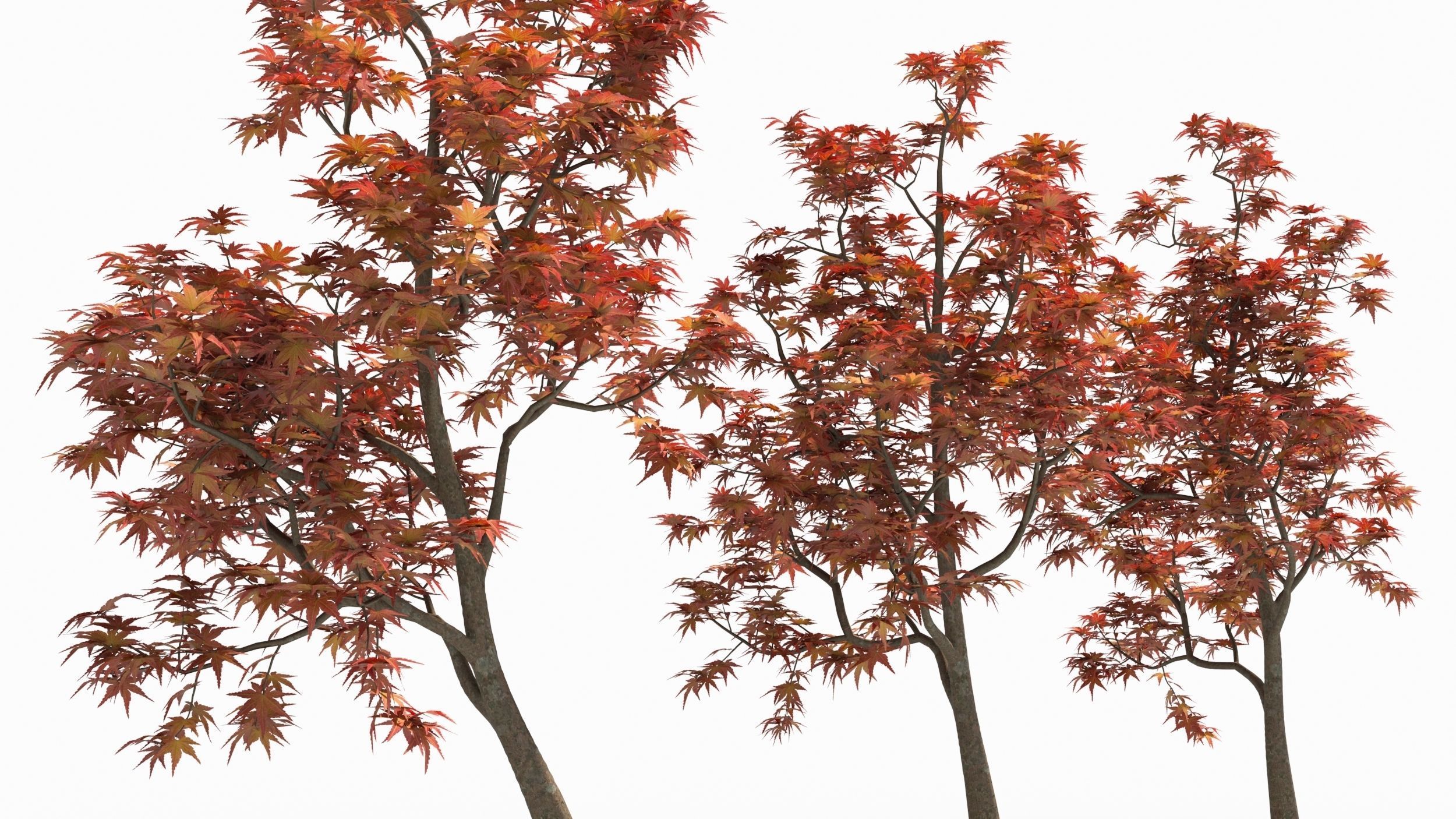 Acer palmatum 3D model_4