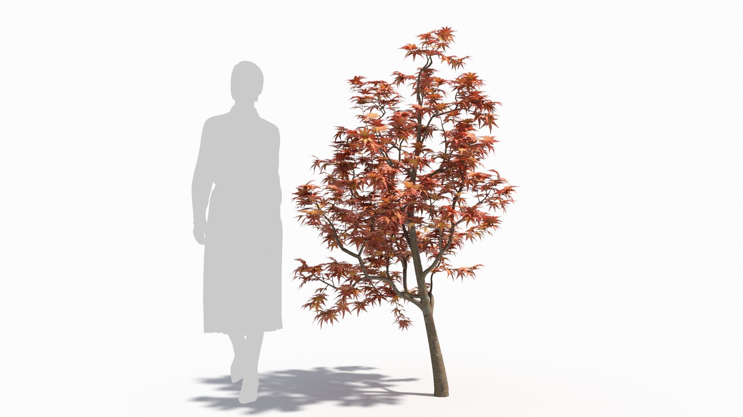 Acer palmatum 3D model_6