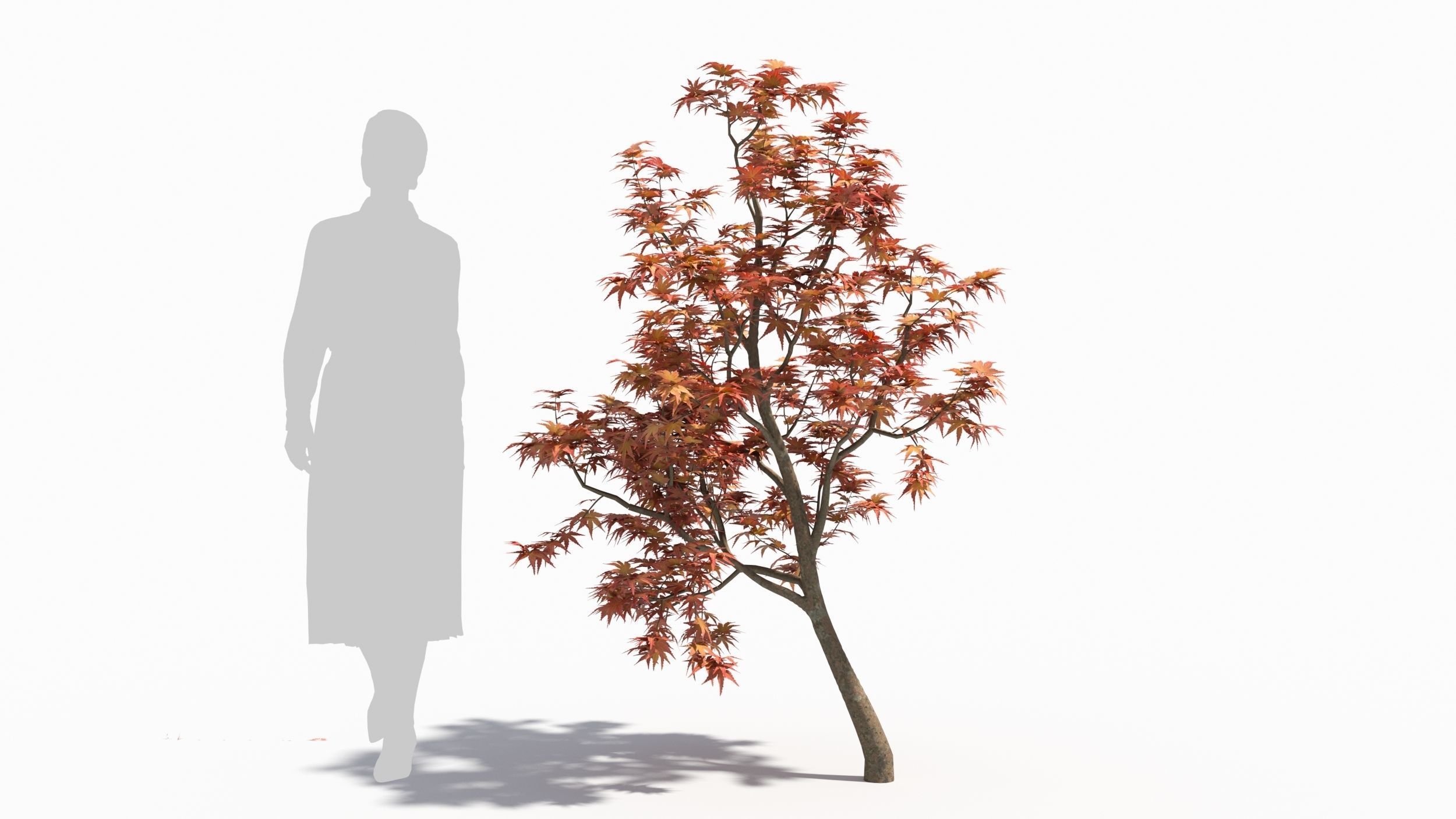 Acer palmatum 3D model_5