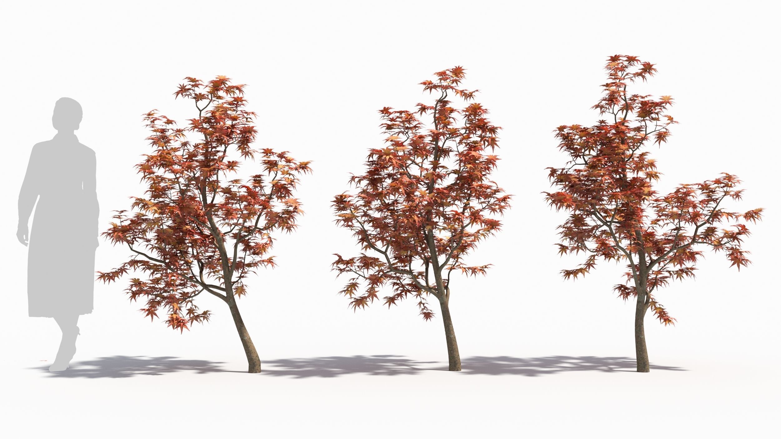 Acer palmatum 3D model_1