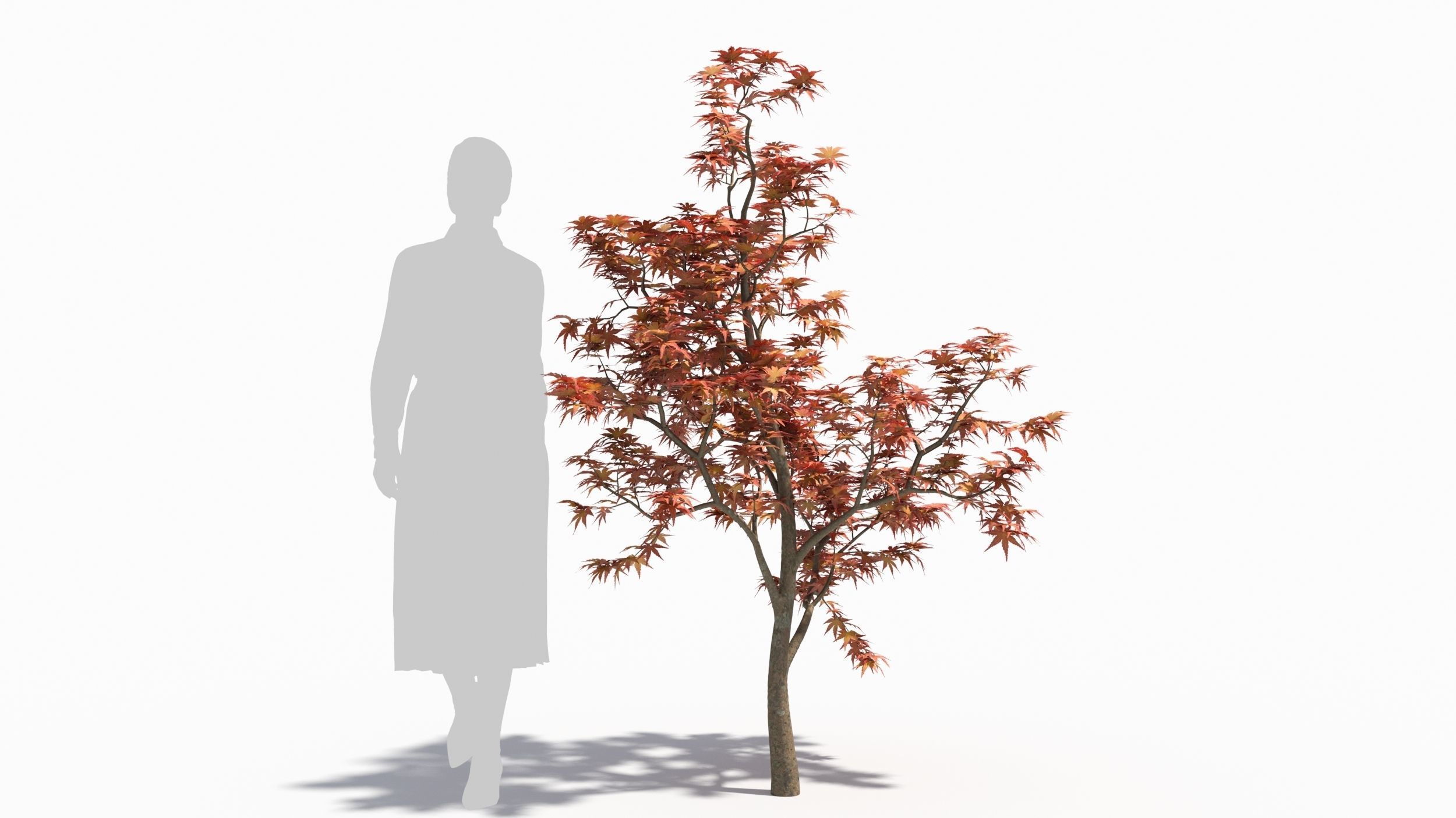 Acer palmatum 3D model_7