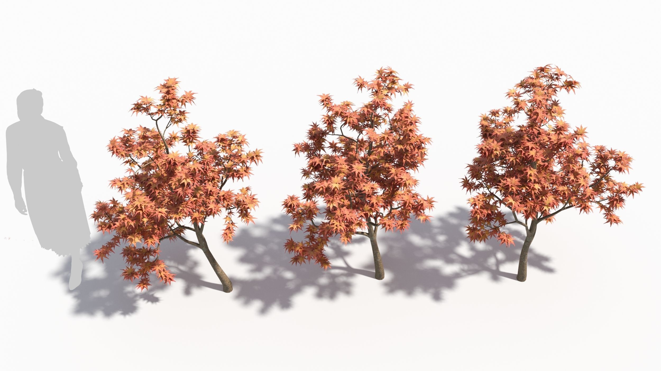 Acer palmatum 3D model_3