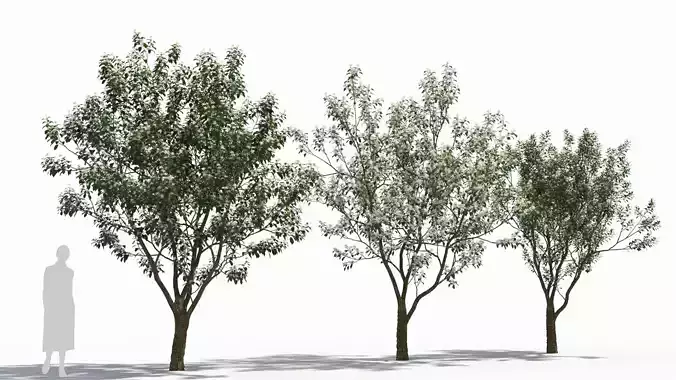 Bothrocaryum controversum