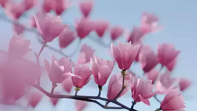 Magnolia 3D Model Low Poly Low-poly 3D model