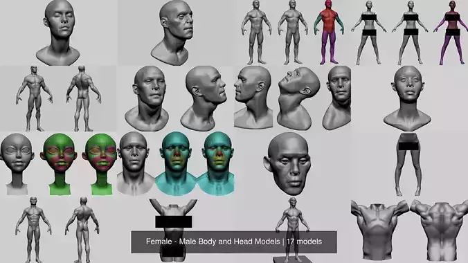 Female - Male Body and Head Models 3D Model Collection